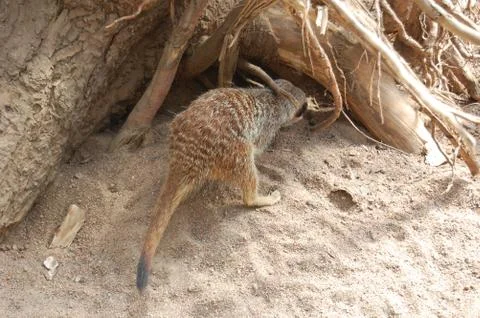 Meerkat Digging Stock Photos
