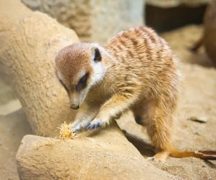 Meerkat digging Фото