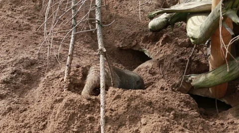 Meerkat digs burrow Stock Footage 40522415