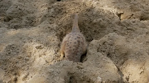 The meerkat digs a hole Stock Footage 115552700