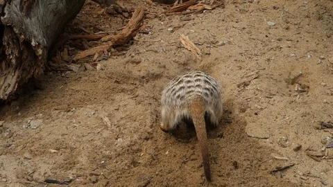 Meerkat digs a hole in the sand Stock Footage 107782901