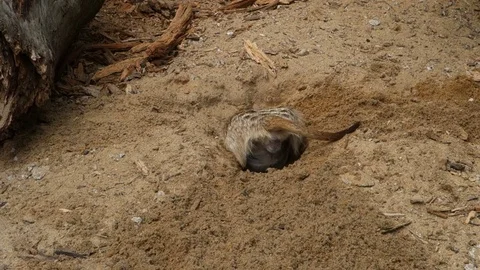 Meerkat digs a hole in the sand Stock Footage 107783206