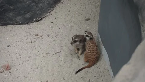 Meerkat eating Stock Footage 330185744