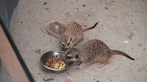 Meerkat eating Stock Footage 330185745