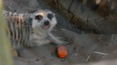 Meerkat eats carrots lying on the sand Stock Footage 132782521