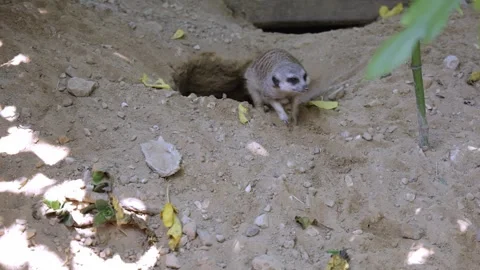 Meerkat emerging from its burrow and digging in the sandy ground outdoors. Stock Footage 345681699