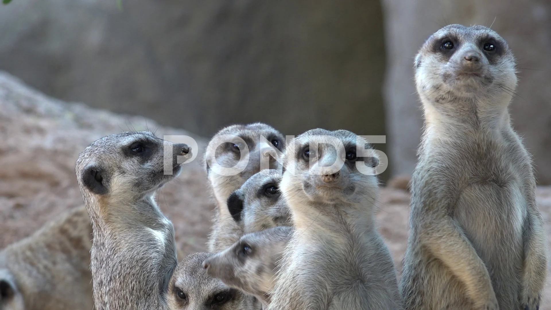 Meerkat Family Wild Animals | Stock Video | Pond5