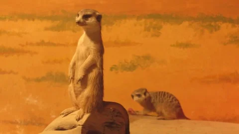 Meerkat on the fighting post Stock Footage 106482568