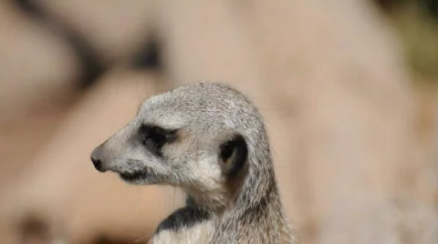 Meerkat Vidéo 523784