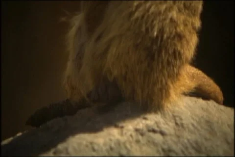 Meerkat Stock Footage 676674