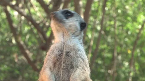 Meerkat  Stock Footage 894880