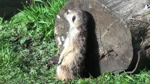 Meerkat Stock Footage 904225