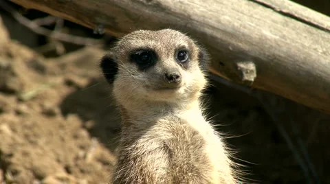 Meerkat Stock Footage 1034565