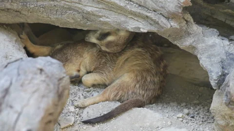 Meerkat 스톡 동영상 3862433