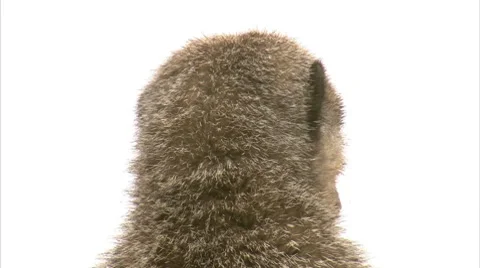 MEERKAT Stock Footage 7137184
