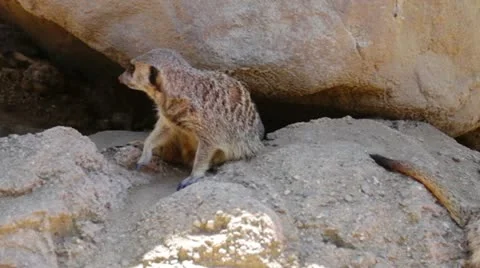 Meerkat Stock Footage 10881180