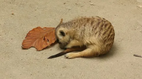Meerkat Stock Footage 21433103