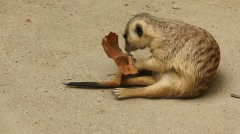 Meerkat Video stock 21902175