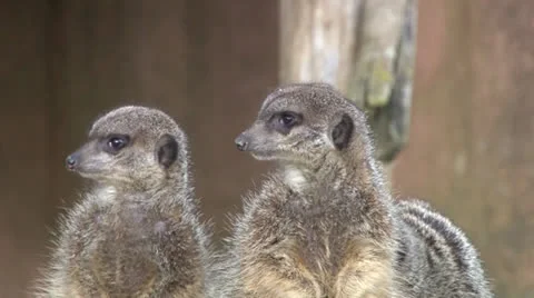 Meerkat Stock Footage 22636962