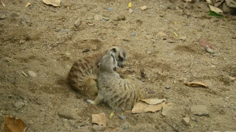 Meerkat Stock Footage 32372833