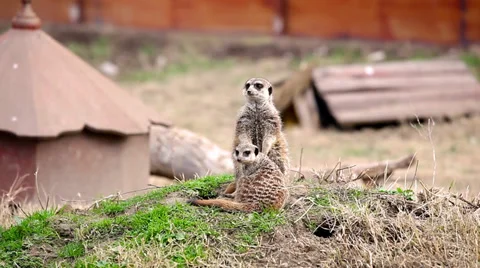 Meerkat Stock Footage 34258155