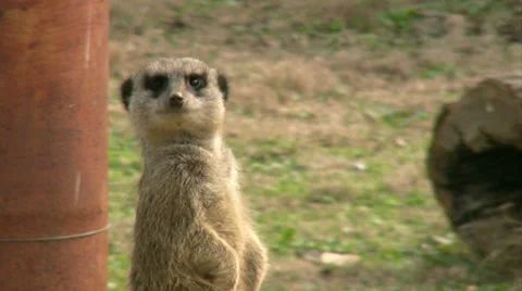 Meerkat Stock Footage 34599905