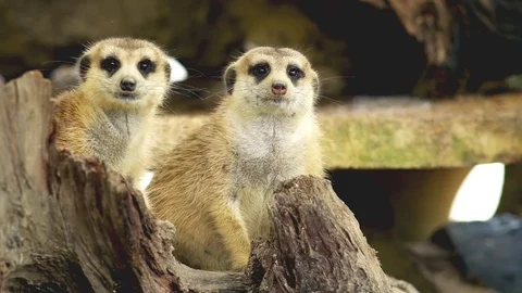 Meerkat Stock Footage 76250707