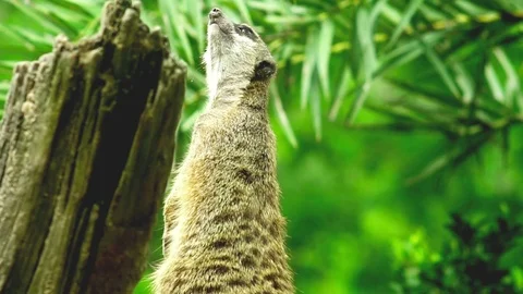 Meerkat Video stock 76250806