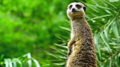 Meerkat Stock Footage 76250888