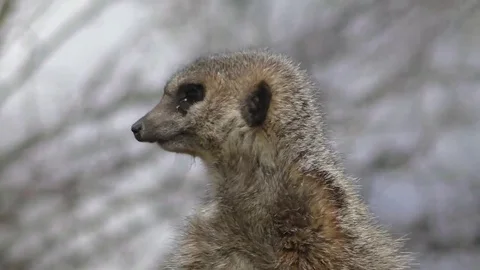 Meerkat Stock Footage 77576048