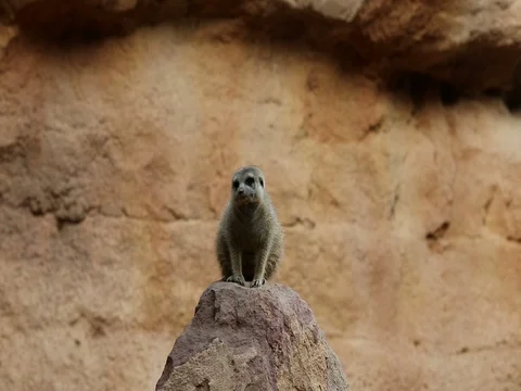 Meerkat Stock Footage 80025737