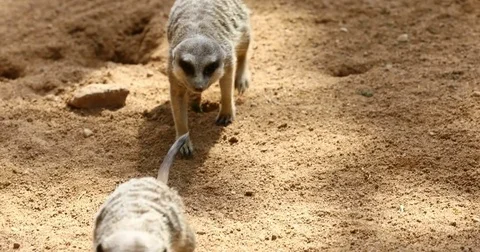 Meerkat Stock Footage 80223096