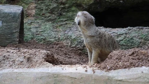 Meerkat Stock Footage 85568030