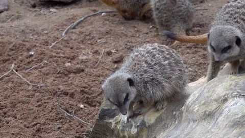 Meerkat Stock Footage 89417651