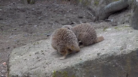 Meerkat Stock Footage 89417665