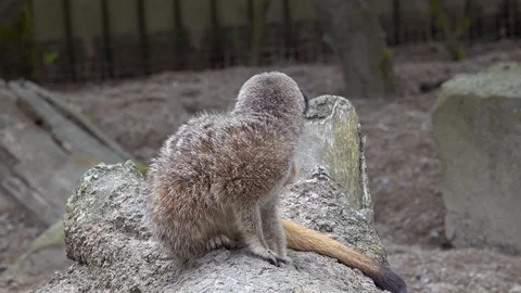Meerkat Stock Footage 89417805