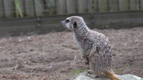 Meerkat Stock Footage 89418002