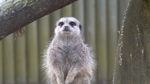 Meerkat Stock Footage 89418091