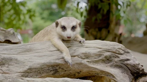 Meerkat. Stock Footage 92610911