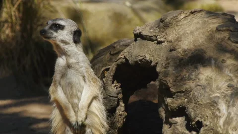 Meerkat Stock Footage 132470382