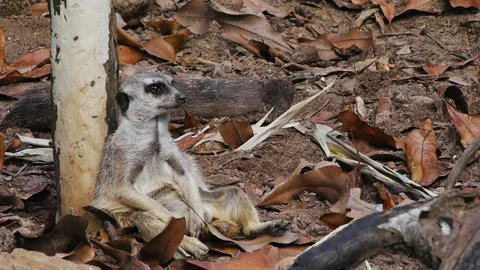 Meerkat Stock Footage 132470998