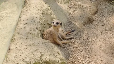 Meerkat Video stock 137655241