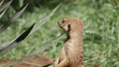 Meerkat Stock Footage 170732442