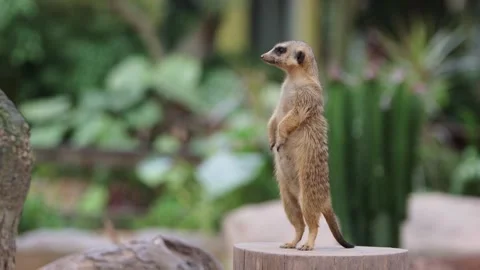 Meerkat Video stock 263131618