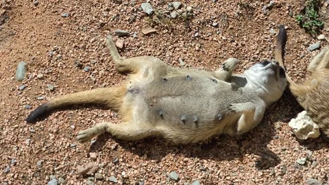 A meerkat Video stock 328557719