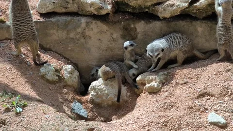 Meerkat Video stock 328596524