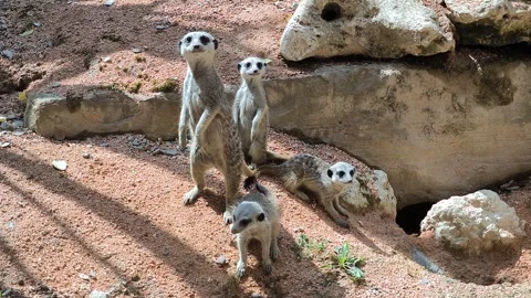 Meerkat Video stock 328596547