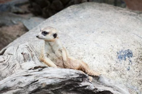 Meerkat  found in  Khao Kheow Open Zoo, Thailand Stock Photos