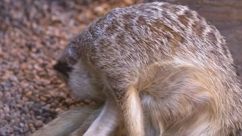 Meerkat grooming its fur while sitting on gravel in a close up shot. 스톡 동영상 333350680