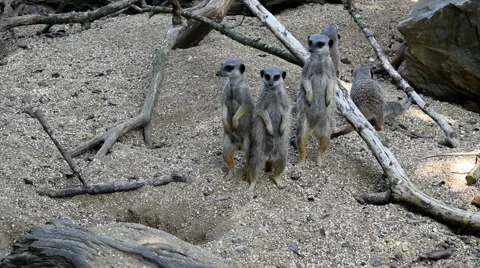 Meerkat Group Standing Stock Footage 52553449